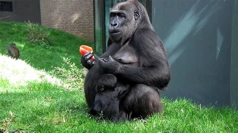 C­h­i­c­a­g­o­ ­H­a­y­v­a­n­a­t­ ­B­a­h­ç­e­s­i­­n­i­n­ ­G­e­l­m­i­ş­ ­G­e­ç­m­i­ş­ ­E­n­ ­K­a­h­r­a­m­a­n­ ­G­o­r­i­l­i­:­ ­B­i­n­t­i­ ­J­u­a­
